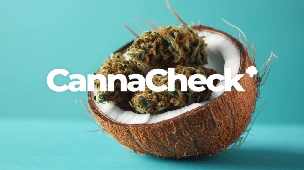 Cannabis-Rezept
